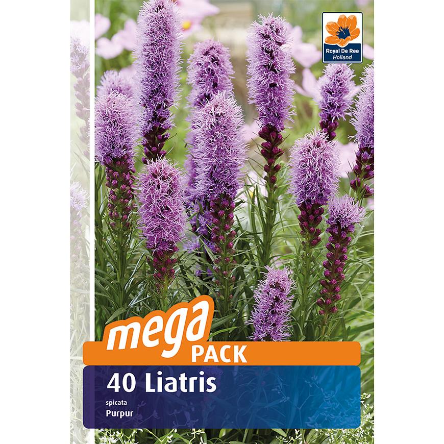 E-shop Liatris spicata 40 ks