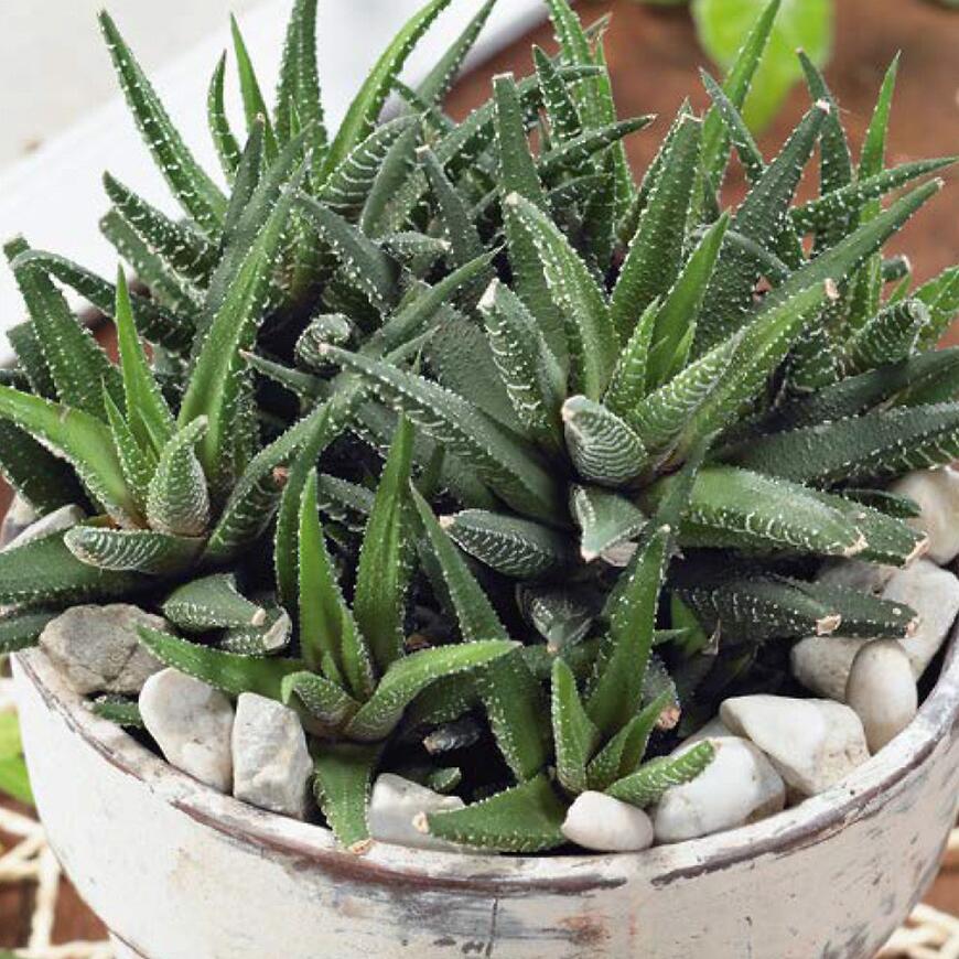 E-shop Aloe zmes