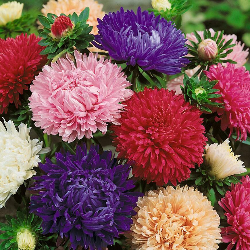 Astra vysoká americka krasa zmes