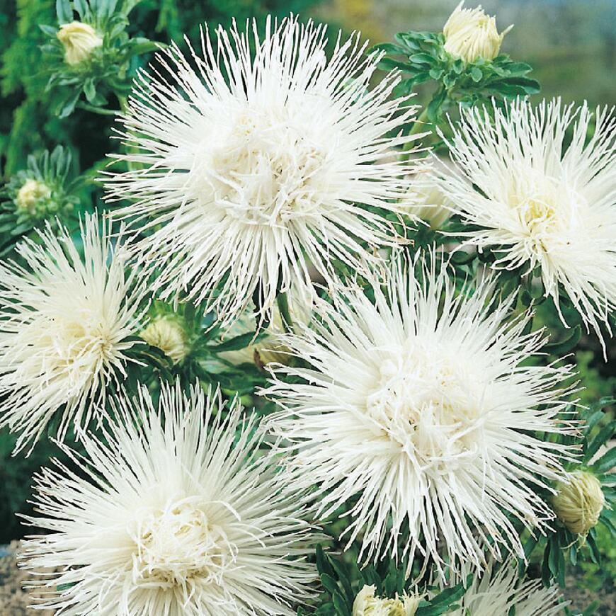 Astra vysoká ihlicovitá biela