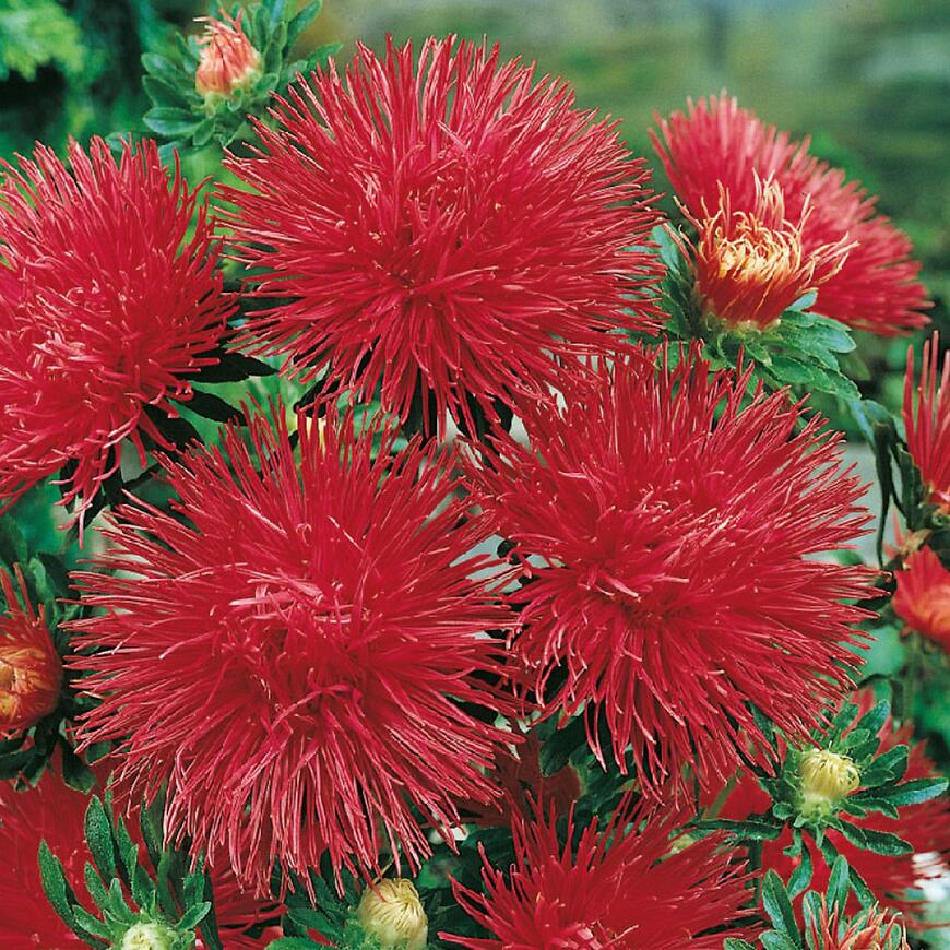 Astra vysoká ihlicovitá červená