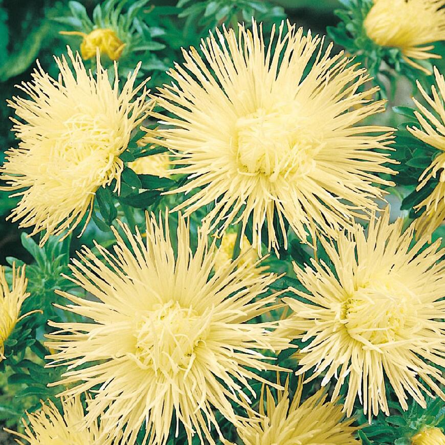 Astra vysoká ihlicovitá žltá