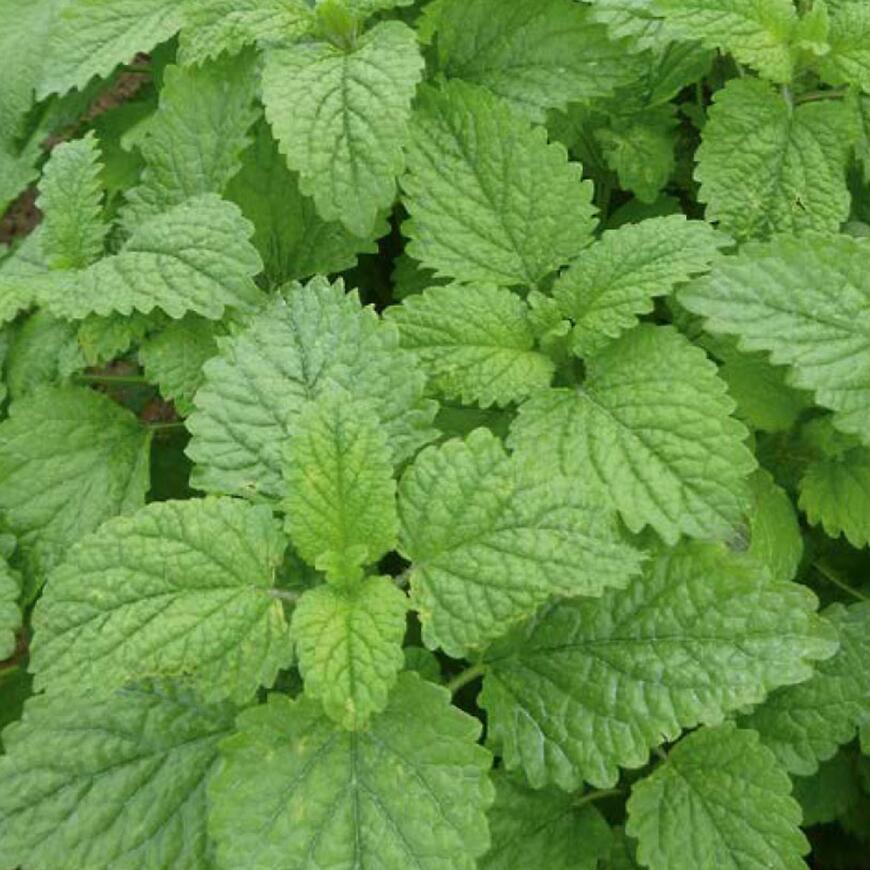 Medovka lekárska Bio