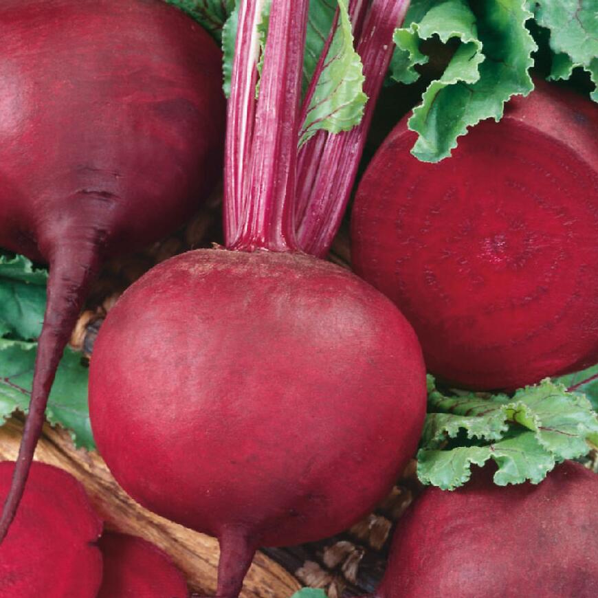 Betina cvikla guľatá