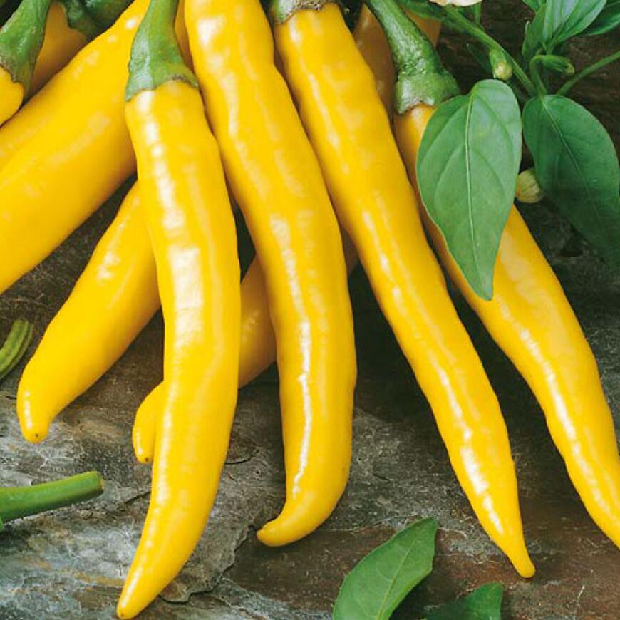 Chilli Paprika Kristián