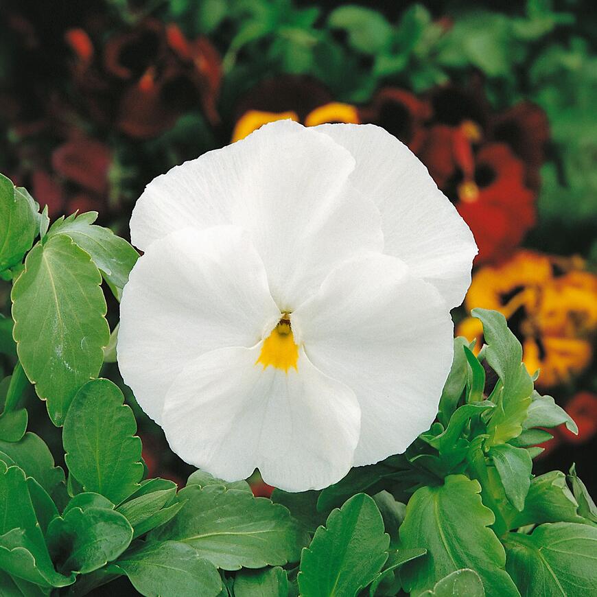 Fialka sirôtka biela