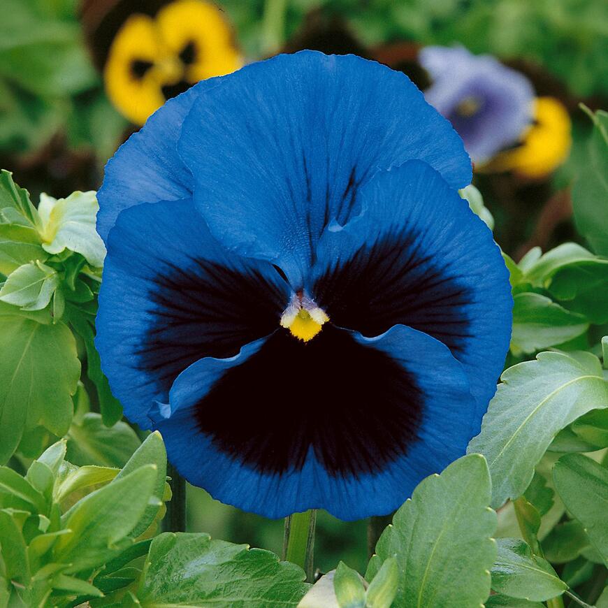 Fialka sirôtka modrá s okom