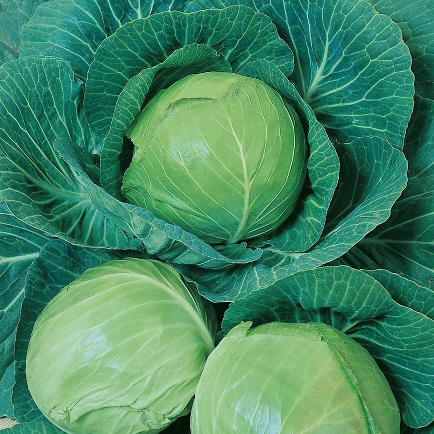 Kapusta neskorá Midor F1