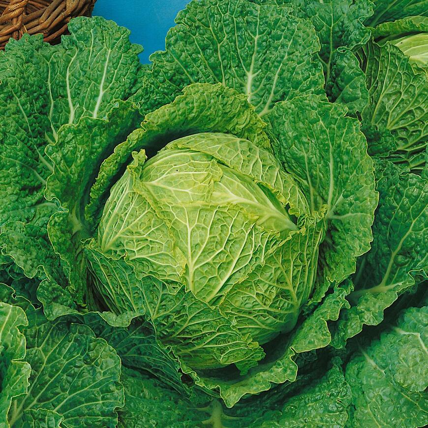 Kel hlávkový skorý