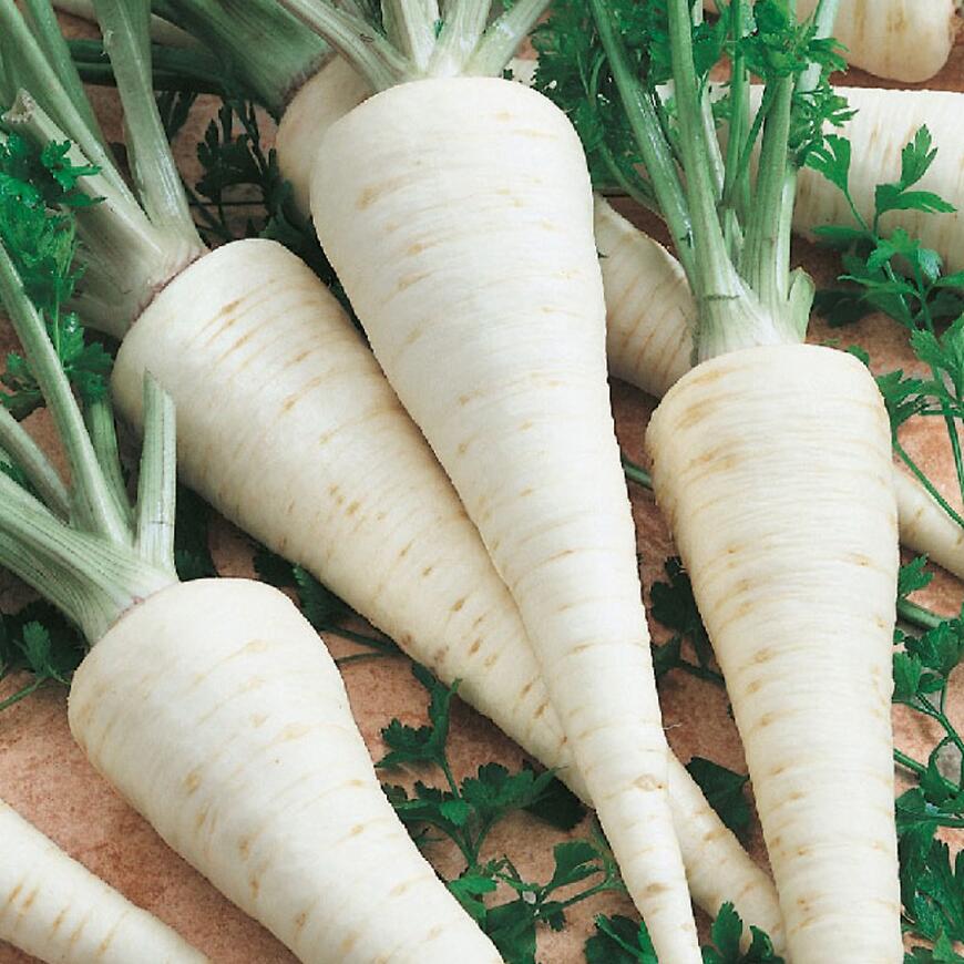 Petržlen koreňový Alba