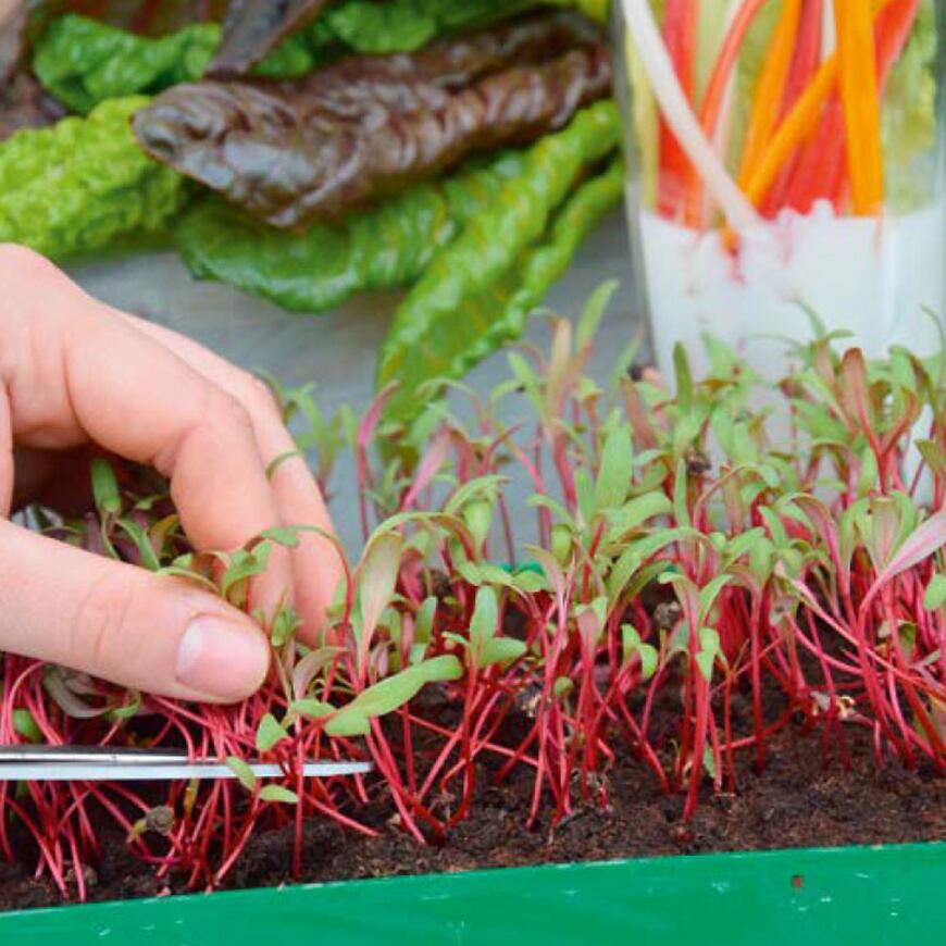 Mikrozelenina Cvikla