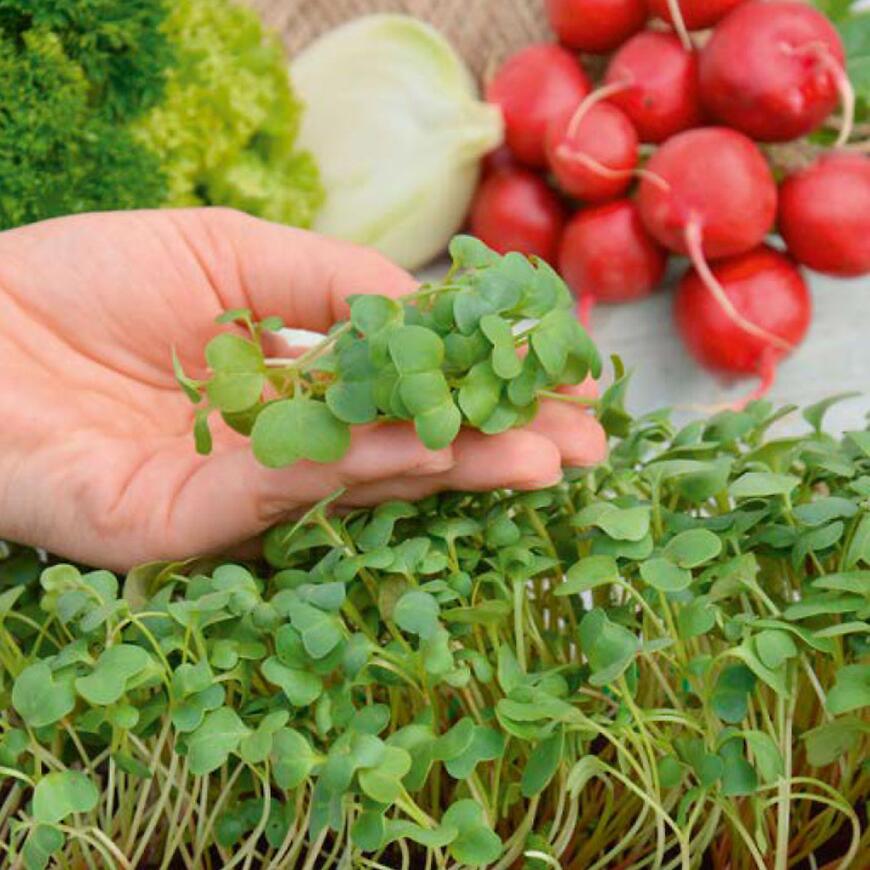 Mikrozelenina Reďkovka