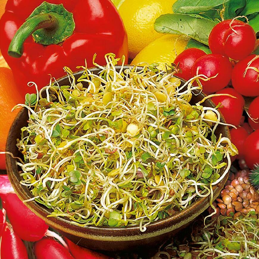 Semená na klíčky - Reďkovka a šošovica