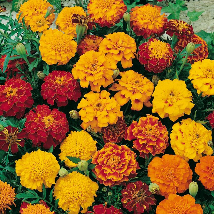 Aksamietnica nízka plnokvetá, oranžový paprsek