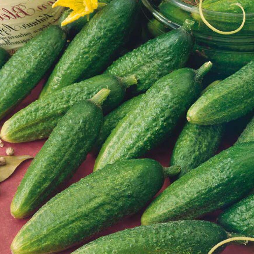 Uhorka nakladačka Fatima F1