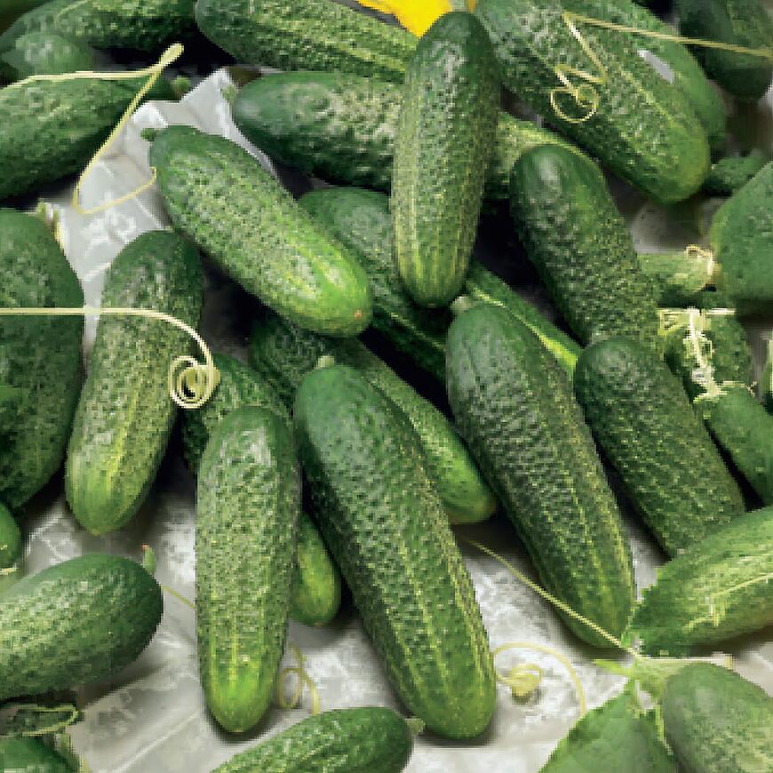 Uhorka nakladačka Premium