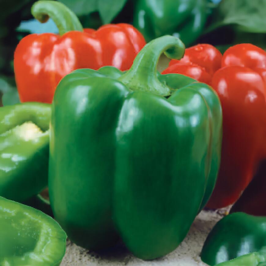 Paprika poľná hrubostenná Premium