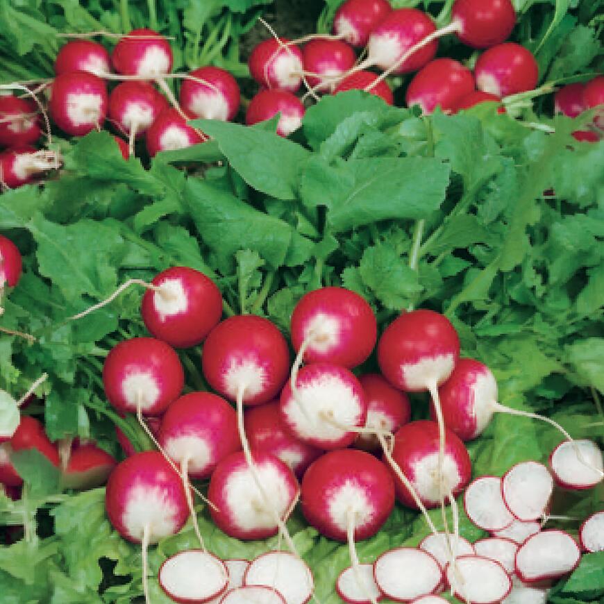 Reďkovka guľatá červ-biela Premium