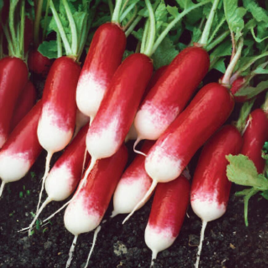 Reďkovka podlhovastá červ-biela Premium