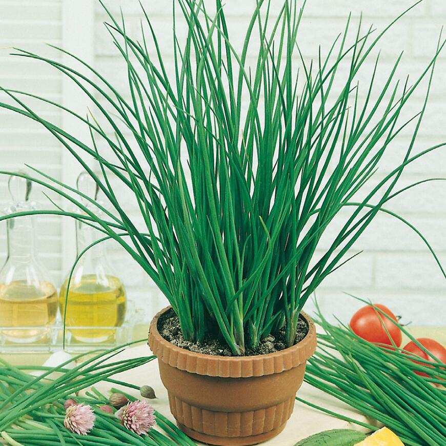 Pažítka pravá Bohemia