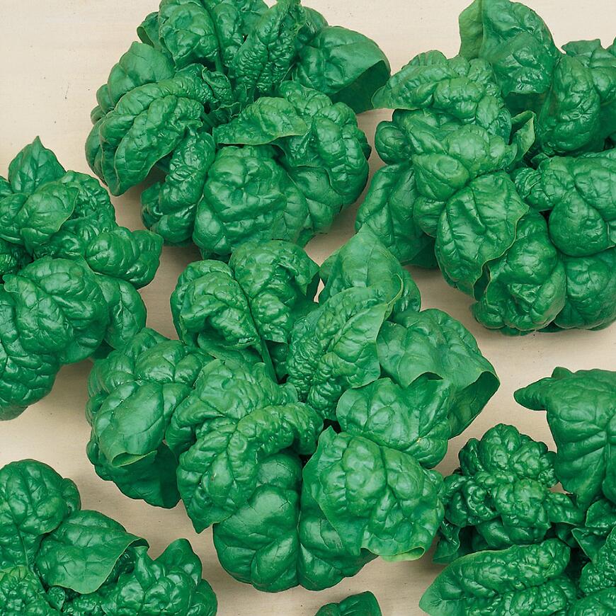 Špenát siaty Matador