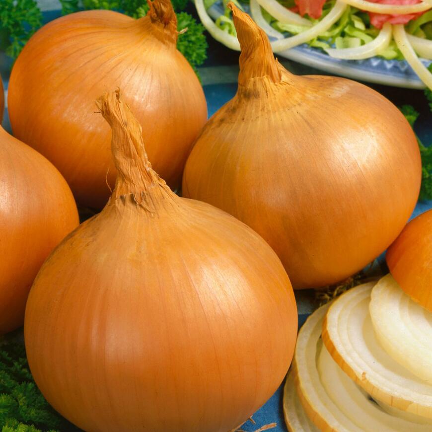 Cibuľa jarná Alice