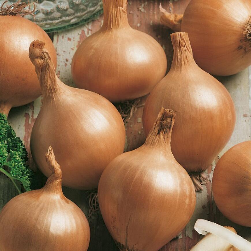 Cibuľa jarná Všetana