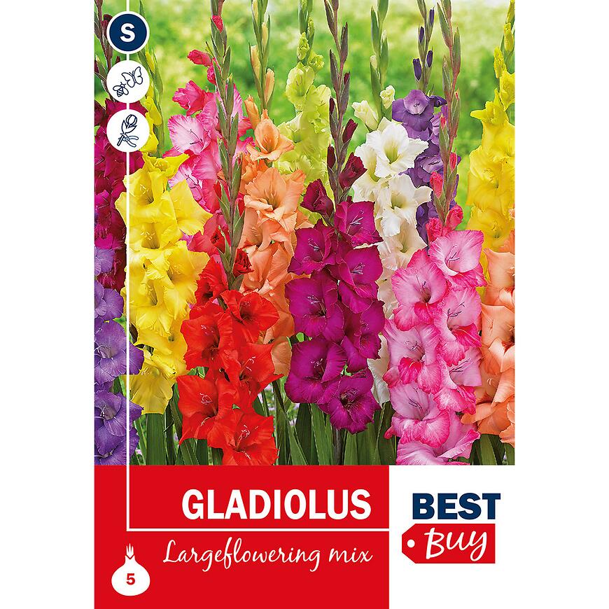 E-shop Gladiolus Mix