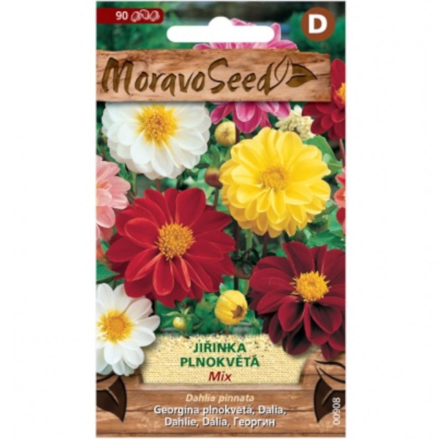 Georgína premenlivá plnokvetá, zmes