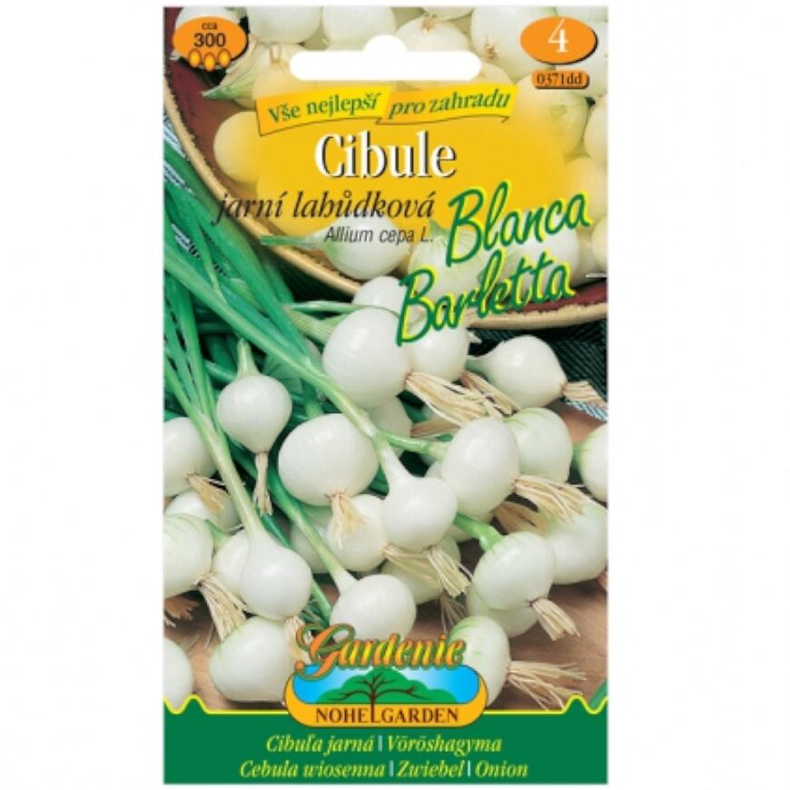 Cibuľa jarná Blanca Barletta, lahôdková biela
