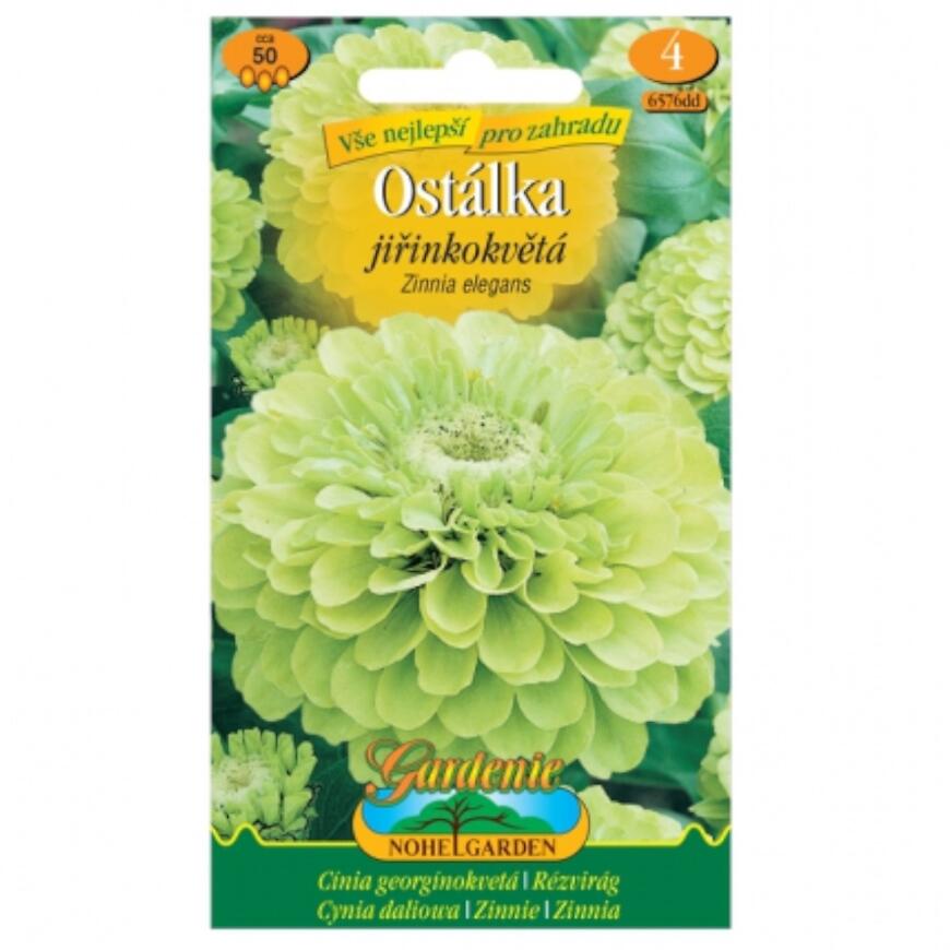 Cínia pôvabná georgínokvetá, zelená
