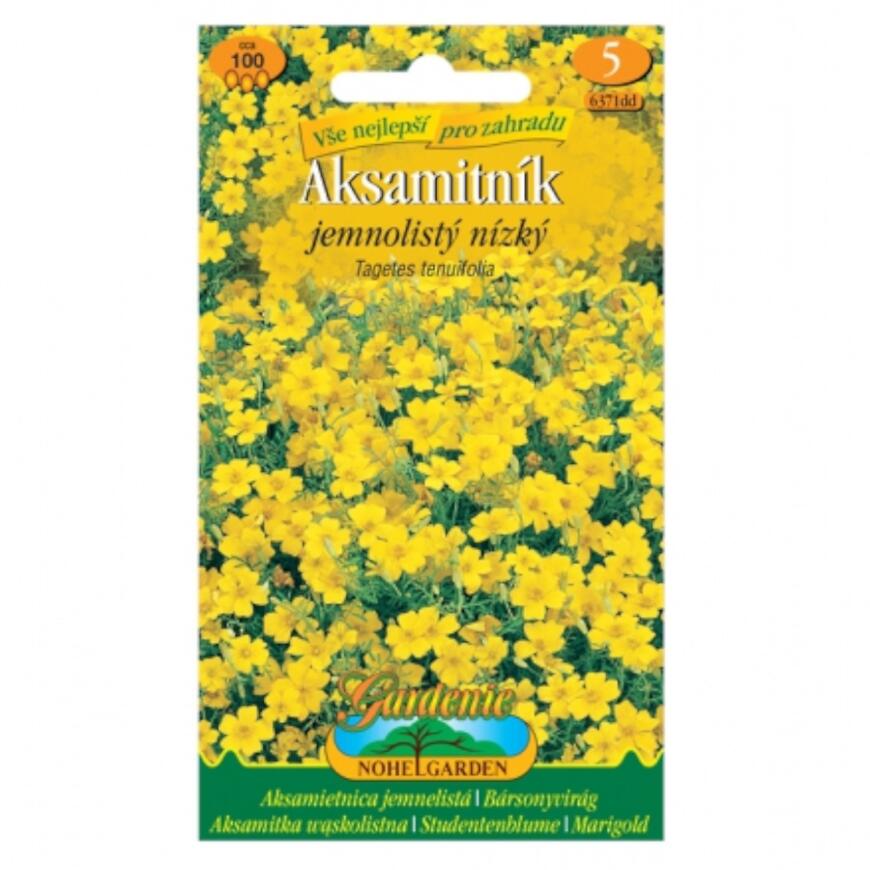 Aksamietnica jemnolistnatá nízka, žlutá