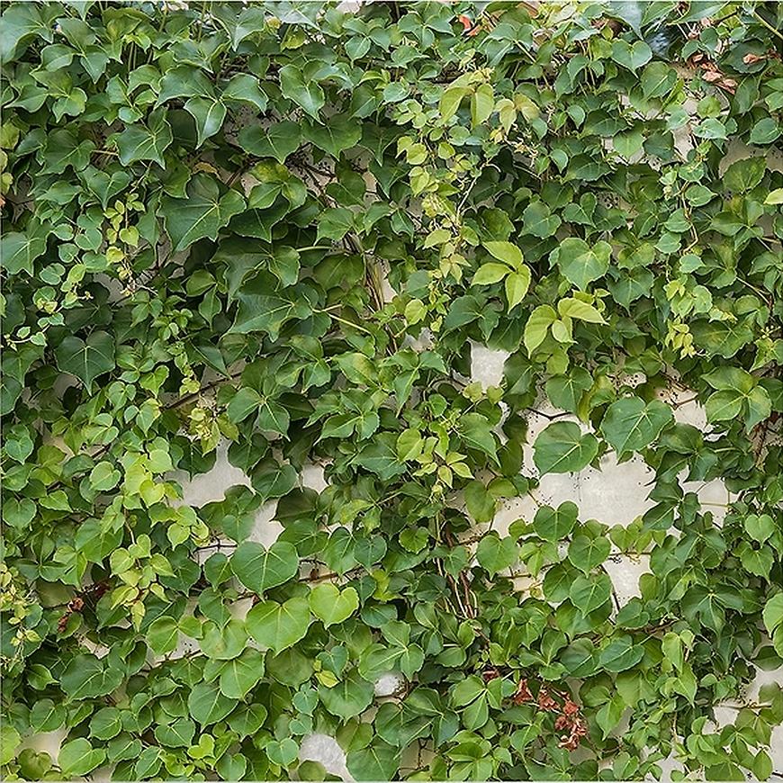 Sklenený panel 60/60 Cement Ivy-1 Esg