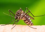 Komáre ako sa pred nimi účinne chrániť. Predstavujeme domáce spôsoby!
