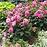 Útulná levanduľová provensálska záhrada - navrhujeme, ako ju zariadiť!