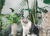 Izbové rastliny bezpečné pre mačky a psy