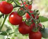 Pestovanie paradajok v kvetinaci bez sklenika