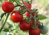 Pestovanie paradajok v kvetináči bez skleníka