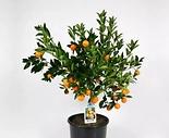 citrusove stromy