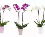 Ake su najcastejsie choroby orchidei a ako im predchadzat?