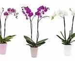 Ake su najcastejsie choroby orchidei a ako im predchadzat?