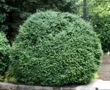 Ako vytvarovať krušpán do gule?