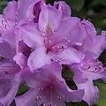 Rododendróny