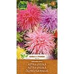 Astra vysoký ihličková zmes
