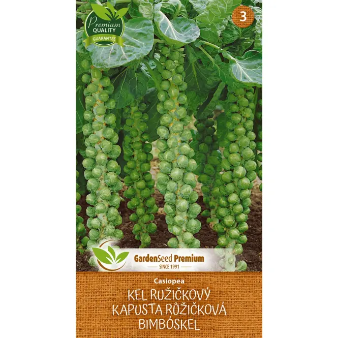 Ružičkový kel Casiopea