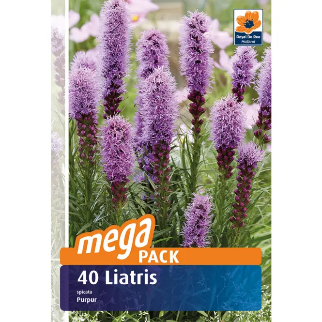 Liatris spicata 40 ks  - semená