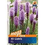 Liatris spicata 40 ks