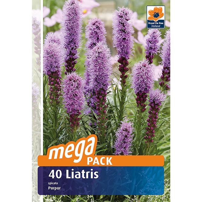 Liatris spicata 40 ks