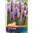 Liatris spicata 40 ks