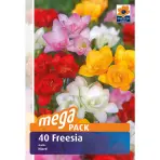 Fressia megapack 40 ks - Semená